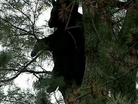 Black Bear In Tree