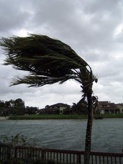 Tree Blowing In A Hurricane