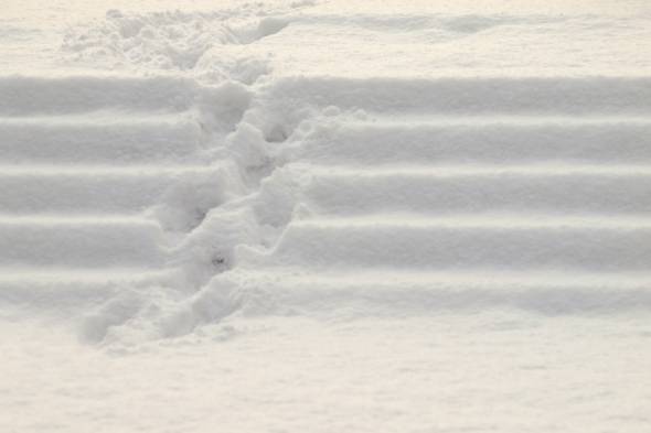 Footsteps In The Snow