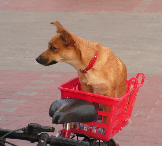 Dog Riding On A Bike